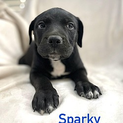 Thumbnail photo of SPARKY #2
