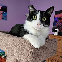 adopt a pet