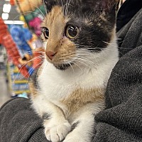 adopt a pet