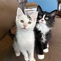 adopt a pet