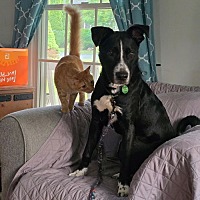 adopt a pet