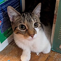 adopt a pet