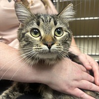 adopt-pet