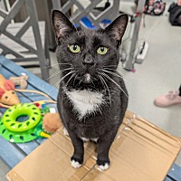 adopt a pet