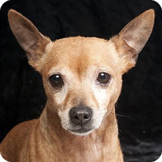 Chicago Il Chihuahua Meet Louie A Pet For Adoption