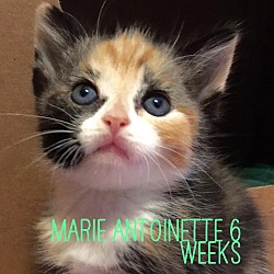 Thumbnail photo of Marie Antionette #1