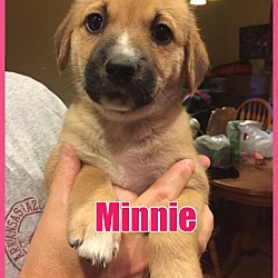 Thumbnail photo of Minnie - PENDING - in Maine #2