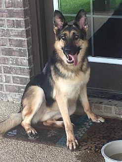 adopt a pet petsmart charities