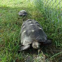 Thumbnail photo of Red-foot Tortoise #2