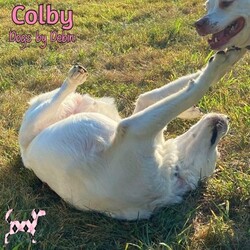 Thumbnail photo of Colby #3