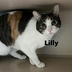 Photo of Lilly 221075