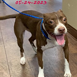 Photo of Dog Kennel #38 Daisy