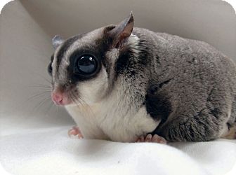 Seagoville Tx Sugar Glider Meet Jennings A Pet For Adoption