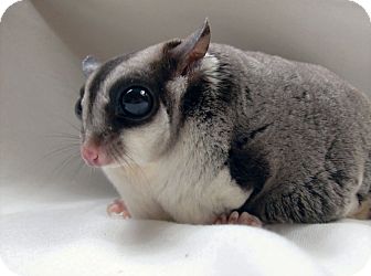 sugar glider adoption