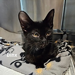 Thumbnail photo of Binx #3