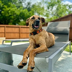 Photo of Goose the super dog friendly water dog