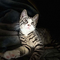 Thumbnail photo of Zeus Kitten #3