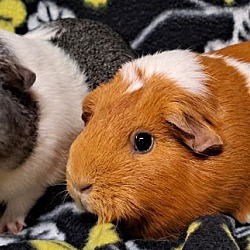 bonded pet photo