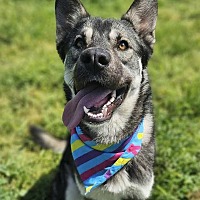 adopt a pet