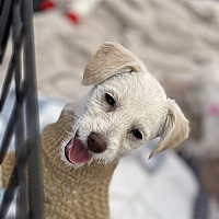 adopt-pet