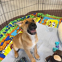 adopt a pet