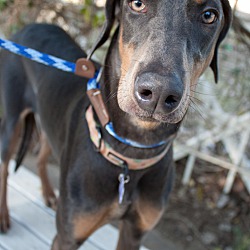 Thumbnail photo of FARRAH FAWCETT DOBERMAN #2