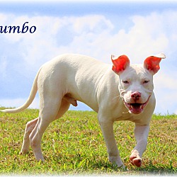 Thumbnail photo of Gumbo ~ meet me! #3