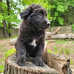 Thumbnail photo of Bear~adopted! #1