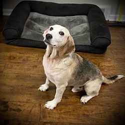Photo of Buford Beagle