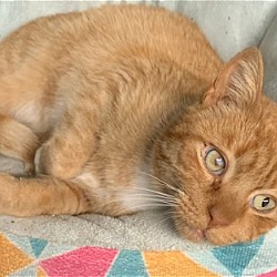 Photo of Percy, orange mush of a kitty!