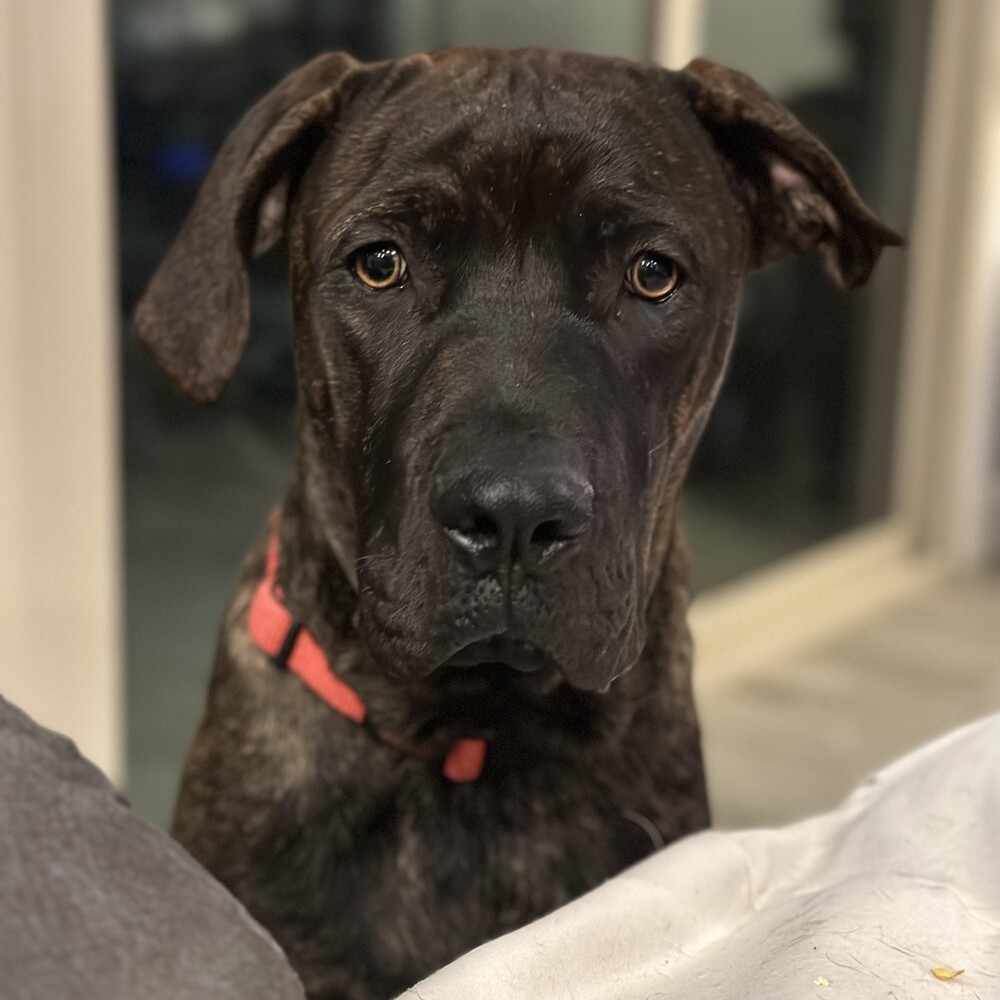 Adopt Louie a Brindle Great Dane / Cane Corso dog in Vail, AZ (38509339) Male Cane Corso