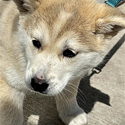 Thumbnail photo of Husky Pups - Bluey #3
