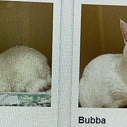 Photo of Bubba