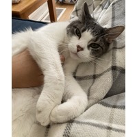 adopt-pet