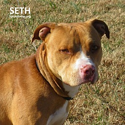 Thumbnail photo of Seth #3