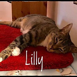 Thumbnail photo of Lilly the dog cat #3