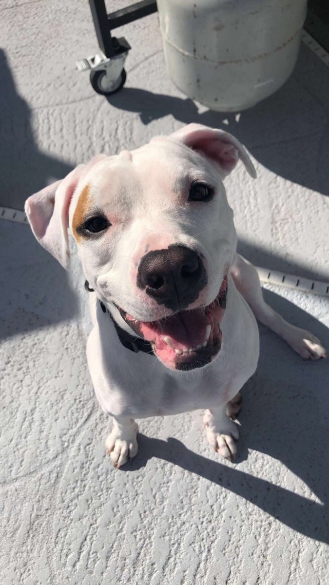 Adopt Rockette a White American Pit Bull Terrier / Mixed
