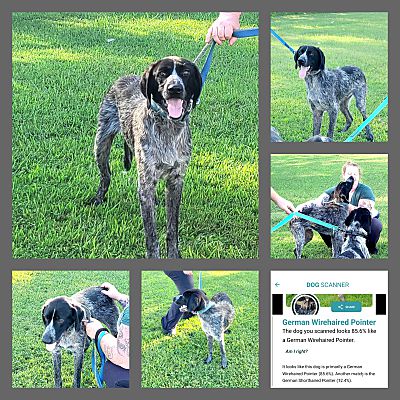 Glastonbury Ct German Shorthaired Pointer Border Collie Meet Smokey