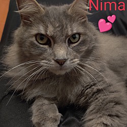 Thumbnail photo of Nima #4