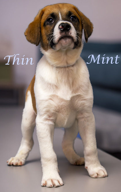 Thumbnail photo of Thin Mint (D24-033) #3