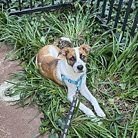 adopt a pet