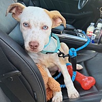 adopt a pet