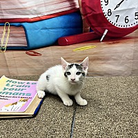 adopt a pet
