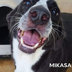 Photo of Mikasa