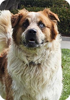 aussie st bernard mix