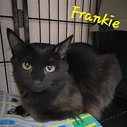 Photo of Frankie