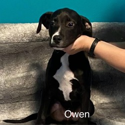 Photo of Owen