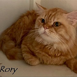 Thumbnail photo of Rory Katter (must be adopted with Rowan) #4