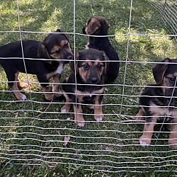 Photo of 5 puppies
