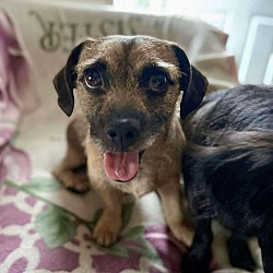 Thumbnail photo of Terrier Mix puppies #2